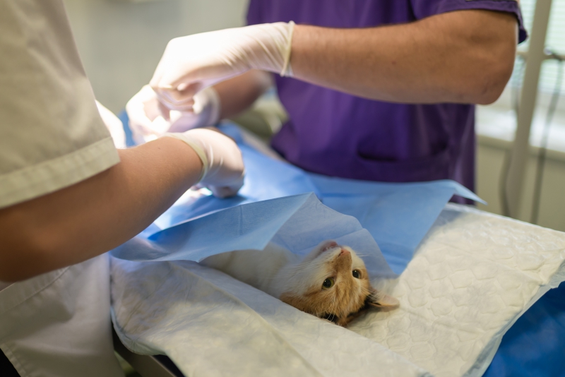 veterinaire-AMPUS-min_health-4385852